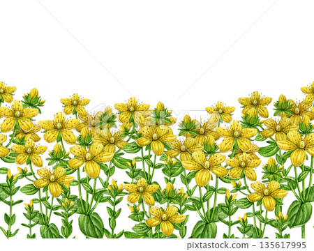 St. John's wort herb seamless border watercolor illustration. Hand drawn hypericum perforatum medicinal plant vintage style illustration. St Johns wort border decor element on white background 135617995