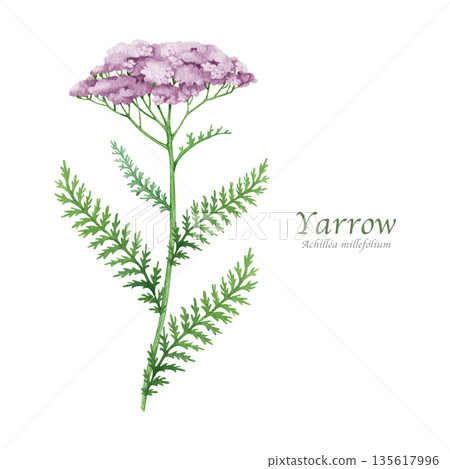 Yarrow herb with pink flowers watercolor illustration isolated on white background. Achillea millefolium medicinal plant. Blooming fresh yarrow wildflower herbal medicine natural ingredient Yarrow herb with pink flowers watercolor illustration isolated on white background. Achillea millefolium medicinal plant. Blooming fresh yarrow wildflower herbal medicine natural ingredient 135617996