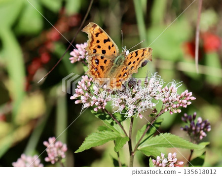 Flowers and Butterflies - Insects of Japan - Large margins and background cleanup - Insect photos for advertisements, articles, and web design Flowers and Butterflies - Insects of Japan - Large margins and background cleanup - Insect photos for advertisements, articles, and web design 135618012
