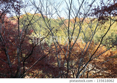 Walking through the Settsu Gorge in Takatsuki, Osaka, amidst the autumn foliage 135618062
