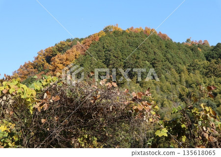 Walking through the Settsu Gorge in Takatsuki, Osaka, amidst the autumn foliage Walking through the Settsu Gorge in Takatsuki, Osaka, amidst the autumn foliage 135618065