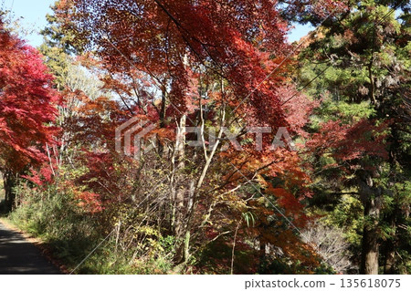 Walking through the Settsu Gorge in Takatsuki, Osaka, amidst the autumn foliage 135618075