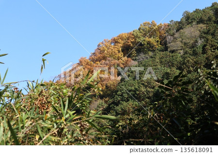 Walking through the Settsu Gorge in Takatsuki, Osaka, amidst the autumn foliage 135618091