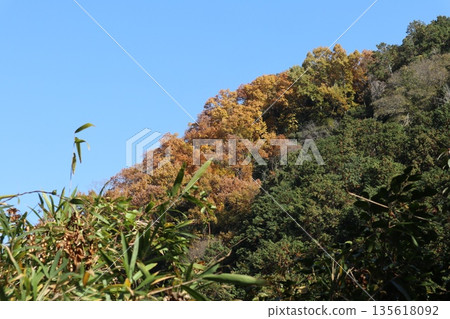 Walking through the Settsu Gorge in Takatsuki, Osaka, amidst the autumn foliage Walking through the Settsu Gorge in Takatsuki, Osaka, amidst the autumn foliage 135618092