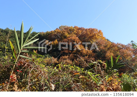 Walking through the Settsu Gorge in Takatsuki, Osaka, amidst the autumn foliage Walking through the Settsu Gorge in Takatsuki, Osaka, amidst the autumn foliage 135618094