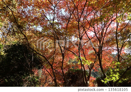 Walking through the Settsu Gorge in Takatsuki, Osaka, amidst the autumn foliage Walking through the Settsu Gorge in Takatsuki, Osaka, amidst the autumn foliage 135618105