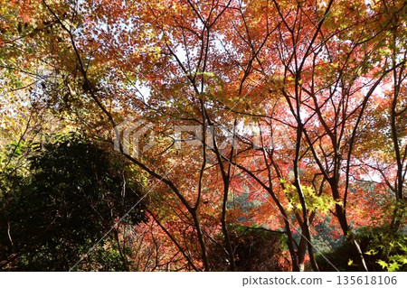 Walking through the Settsu Gorge in Takatsuki, Osaka, amidst the autumn foliage Walking through the Settsu Gorge in Takatsuki, Osaka, amidst the autumn foliage 135618106