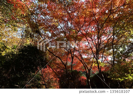 Walking through the Settsu Gorge in Takatsuki, Osaka, amidst the autumn foliage Walking through the Settsu Gorge in Takatsuki, Osaka, amidst the autumn foliage 135618107