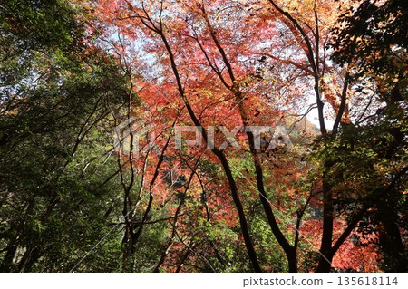 Walking through the Settsu Gorge in Takatsuki, Osaka, amidst the autumn foliage Walking through the Settsu Gorge in Takatsuki, Osaka, amidst the autumn foliage 135618114
