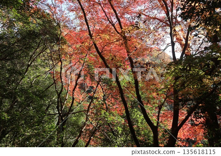 Walking through the Settsu Gorge in Takatsuki, Osaka, amidst the autumn foliage Walking through the Settsu Gorge in Takatsuki, Osaka, amidst the autumn foliage 135618115