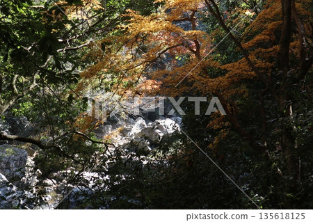 Walking through the Settsu Gorge in Takatsuki, Osaka, amidst the autumn foliage Walking through the Settsu Gorge in Takatsuki, Osaka, amidst the autumn foliage 135618125