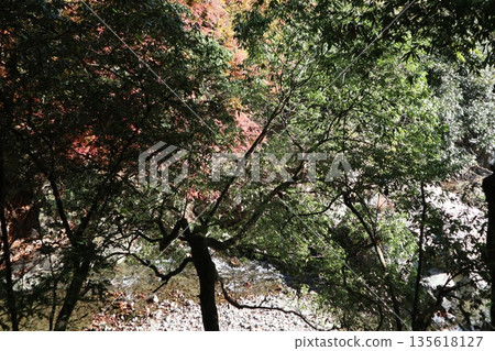 Walking through the Settsu Gorge in Takatsuki, Osaka, amidst the autumn foliage 135618127