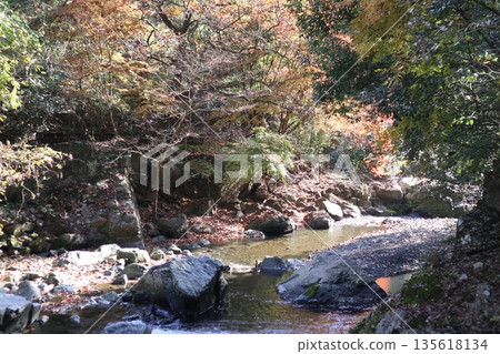 Walking through the Settsu Gorge in Takatsuki, Osaka, amidst the autumn foliage Walking through the Settsu Gorge in Takatsuki, Osaka, amidst the autumn foliage 135618134