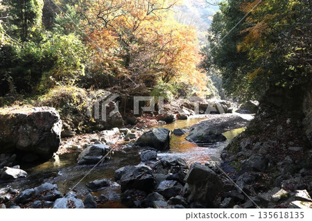 Walking through the Settsu Gorge in Takatsuki, Osaka, amidst the autumn foliage Walking through the Settsu Gorge in Takatsuki, Osaka, amidst the autumn foliage 135618135