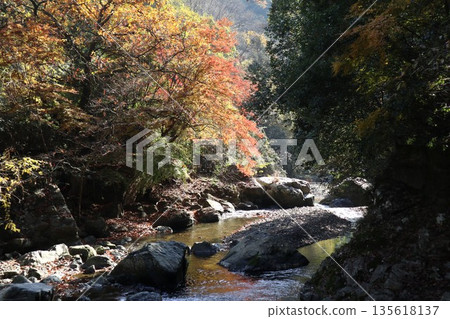 Walking through the Settsu Gorge in Takatsuki, Osaka, amidst the autumn foliage 135618137