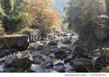 Walking through the Settsu Gorge in Takatsuki, Osaka, amidst the autumn foliage Walking through the Settsu Gorge in Takatsuki, Osaka, amidst the autumn foliage 135618141