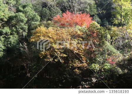 Walking through the Settsu Gorge in Takatsuki, Osaka, amidst the autumn foliage 135618193
