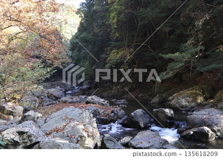 Walking through the Settsu Gorge in Takatsuki, Osaka, amidst the autumn foliage Walking through the Settsu Gorge in Takatsuki, Osaka, amidst the autumn foliage 135618209