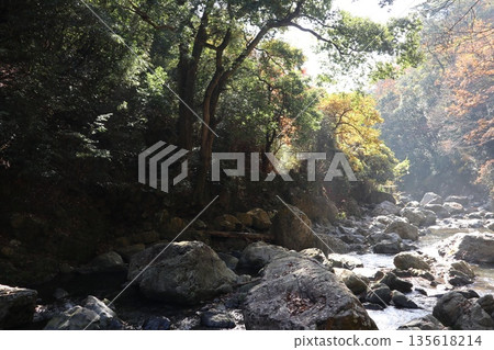 Walking through the Settsu Gorge in Takatsuki, Osaka, amidst the autumn foliage Walking through the Settsu Gorge in Takatsuki, Osaka, amidst the autumn foliage 135618214