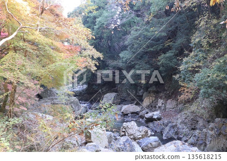 Walking through the Settsu Gorge in Takatsuki, Osaka, amidst the autumn foliage 135618215