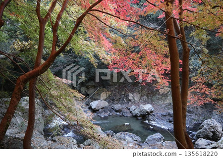Walking through the Settsu Gorge in Takatsuki, Osaka, amidst the autumn foliage 135618220