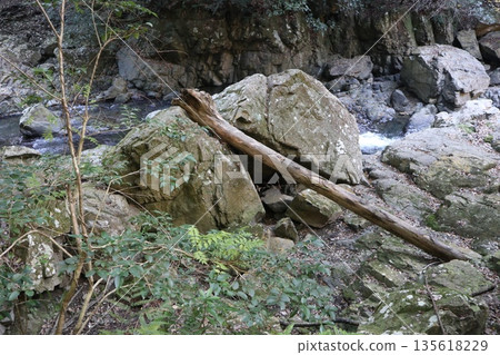 漫步於大阪府高槻市的攝津峽,欣賞秋色 漫步於大阪府高槻市的攝津峽,欣賞秋色 135618229