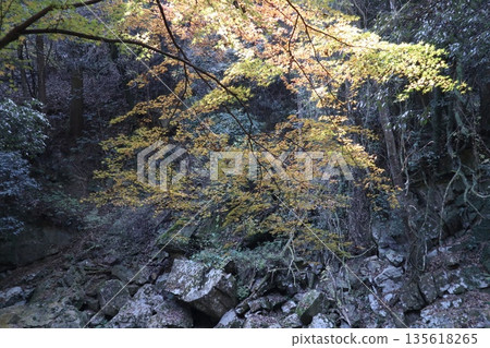 漫步於大阪府高槻市的攝津峽，欣賞秋色 135618265