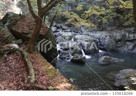 Walking through the Settsu Gorge in Takatsuki, Osaka, amidst the autumn foliage Walking through the Settsu Gorge in Takatsuki, Osaka, amidst the autumn foliage 135618266