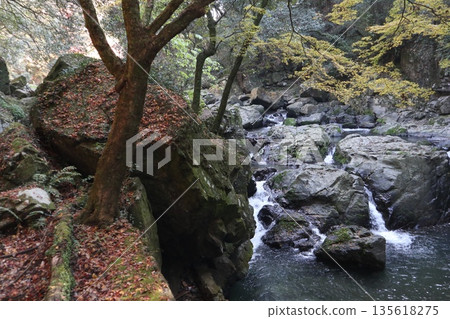 Walking through the Settsu Gorge in Takatsuki, Osaka, amidst the autumn foliage Walking through the Settsu Gorge in Takatsuki, Osaka, amidst the autumn foliage 135618275