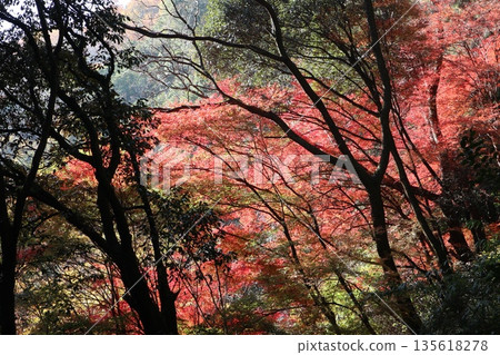Walking through the Settsu Gorge in Takatsuki, Osaka, amidst the autumn foliage Walking through the Settsu Gorge in Takatsuki, Osaka, amidst the autumn foliage 135618278