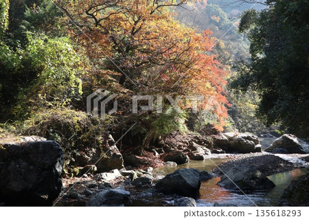 Walking through the Settsu Gorge in Takatsuki, Osaka, amidst the autumn foliage 135618293