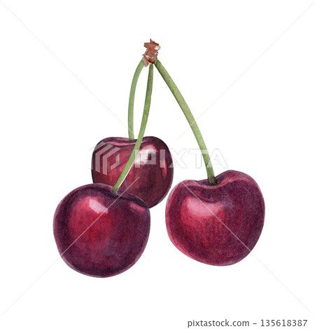 Three cherries with stems isolated on white, hand-painted watercolor illustration with realistic texture, fresh fruit element for food packaging, labels, branding, patterns, summer design projects. 135618387