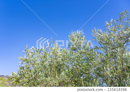 Olive Farm (Shodoshima, Kagawa Prefecture) Olive Farm (Shodoshima, Kagawa Prefecture) 135618396