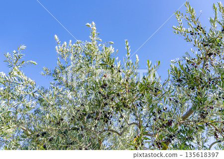 Olive Farm (Shodoshima, Kagawa Prefecture) 135618397