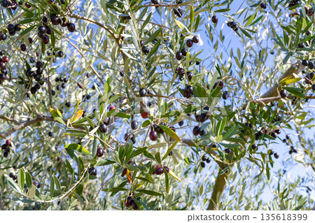 Olive Farm (Shodoshima, Kagawa Prefecture) Olive Farm (Shodoshima, Kagawa Prefecture) 135618399