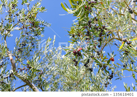 Olive Farm (Shodoshima, Kagawa Prefecture) 135618401