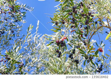 Olive Farm (Shodoshima, Kagawa Prefecture) 135618402