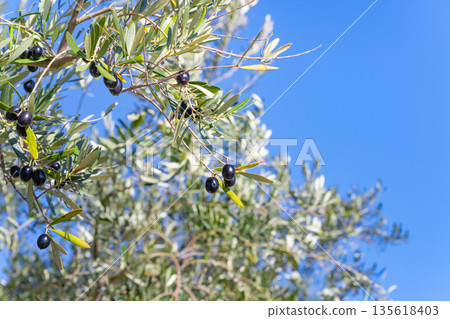 Olive Farm (Shodoshima, Kagawa Prefecture) 135618403
