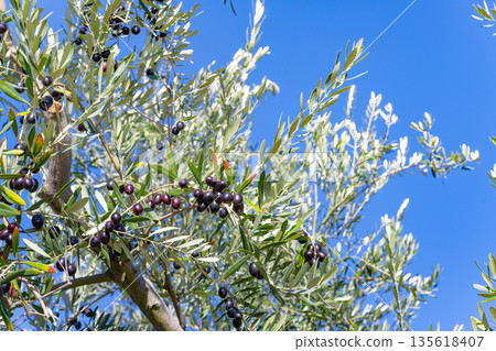 橄欖農場（香川縣小豆島） 135618407