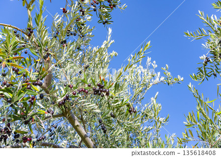 Olive Farm (Shodoshima, Kagawa Prefecture) Olive Farm (Shodoshima, Kagawa Prefecture) 135618408
