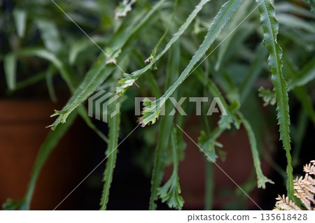 Close up of Microsorum punctatum ramo cristatum with narrow serrated fern fronds and fresh green color. Tropical foliage detail for botanical and nature use. Close up of Microsorum punctatum ramo cristatum with narrow serrated fern fronds and fresh green color. Tropical foliage detail for botanical and nature use. 135618428