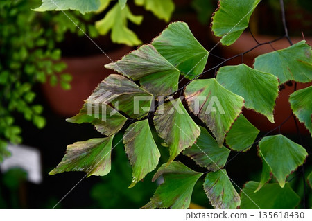 Close up of Adiantum trapeziforme fern leaves with fan shaped green fronds and delicate texture, growing as an ornamental tropical house plant. Close up of Adiantum trapeziforme fern leaves with fan shaped green fronds and delicate texture, growing as an ornamental tropical house plant. 135618430