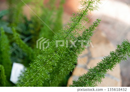 Asparagus densiflorus Myersii with dense bright green needle like foliage, ornamental potted plant detail, soft natural background and decorative texture. Asparagus densiflorus Myersii with dense bright green needle like foliage, ornamental potted plant detail, soft natural background and decorative texture. 135618432