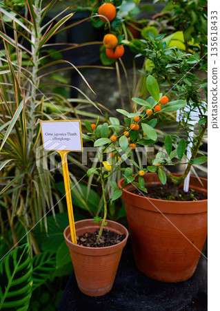 Citrus japonica Hongkong variety with small orange fruits growing in a pot, ornamental indoor citrus plant with glossy green leaves in greenhouse. Citrus japonica Hongkong variety with small orange fruits growing in a pot, ornamental indoor citrus plant with glossy green leaves in greenhouse. 135618433