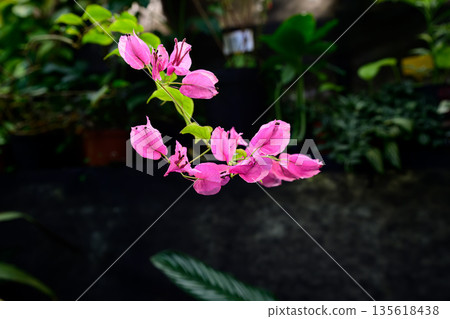Pink bougainvillea flowers blooming on a slender branch with fresh green leaves. Tropical ornamental plant detail with soft natural light and blurred background 135618438
