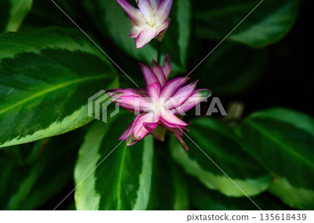 Blooming Calathea roseopicta Mia with pink white bracts and variegated green leaves in tropical garden close up natural ornamental foliage plant 135618439