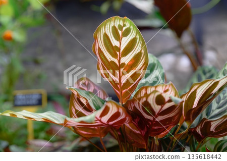 Close up of Calathea makoyana leaves with detailed symmetrical pattern and soft green tones tropical foliage texture background 135618442