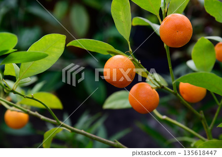 Calamondin fruits hanging on green branches with glossy leaves. Tropical citrofortunella hybrid of mandarin and kumquat grown as ornamental plant. Calamondin fruits hanging on green branches with glossy leaves. Tropical citrofortunella hybrid of mandarin and kumquat grown as ornamental plant. 135618447