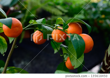 Pavlovsky bitter orange Citrus aurantium Pavlovsky cultivar with ripe orange fruits growing on branch with glossy green leaves Pavlovsky bitter orange Citrus aurantium Pavlovsky cultivar with ripe orange fruits growing on branch with glossy green leaves 135618450