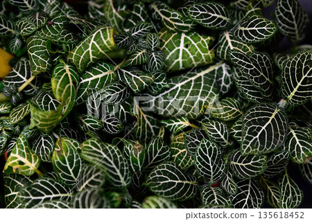 Close up of Fittonia albivenis leaves with bright white veins. Tropical houseplant texture background showing detailed foliage pattern and lush greenery. Close up of Fittonia albivenis leaves with bright white veins. Tropical houseplant texture background showing detailed foliage pattern and lush greenery. 135618452